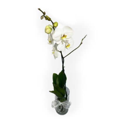 Elegante Orquídea Phalaenopsis